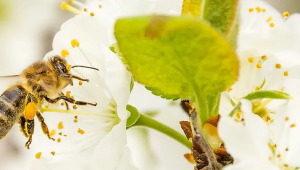 Foto mostra abelha sobrevoando uma flor pra realizar polinização