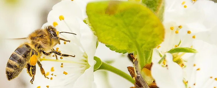 Foto mostra abelha sobrevoando uma flor pra realizar polinização