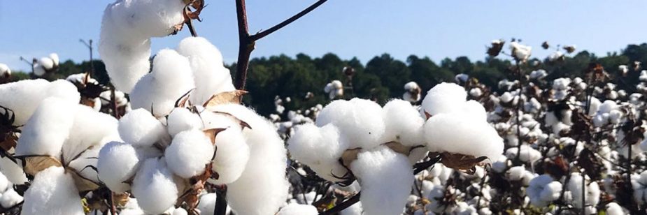 Mercado e produção de algodão: foto mostra plantação de algodão, com plumas prontas para a colheita