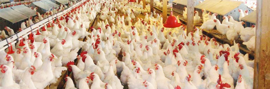 Produção de frango: imagem mostra galpão com centenas de frangos