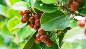 Produção de café arábica: imagem mostra cafés ainda no pé