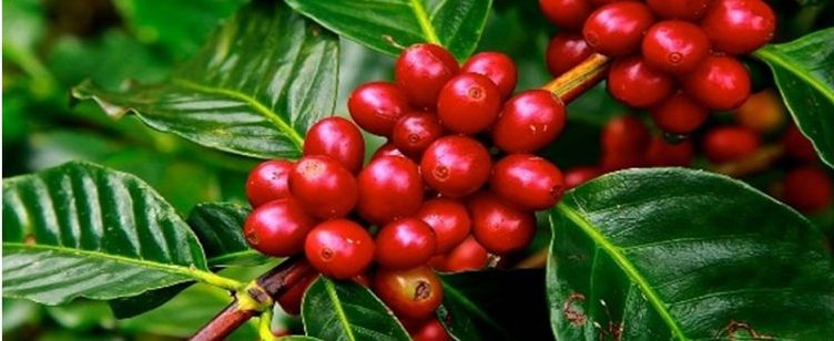 Produção de café conilon: foto mostra cafés ainda no pé, bem vermelhos