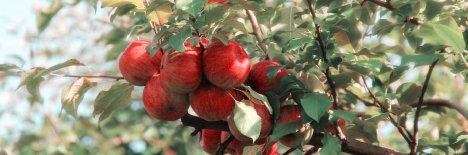 Produção de maçã: foto mostra macieira com frutas prontas para a colheita