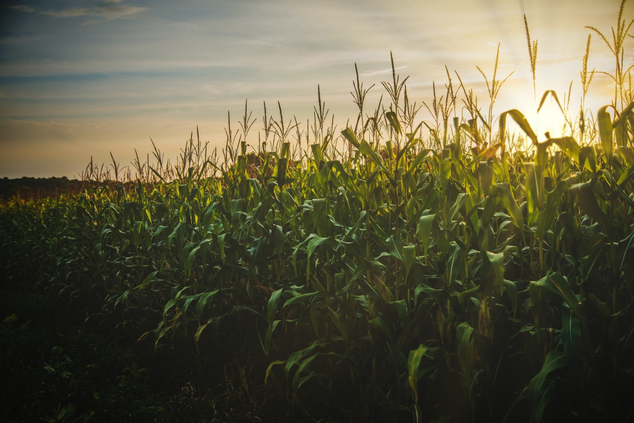 Blog  Broto: Seu Jeito Digital de Fazer Agro!