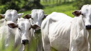 Boi gordo: foto de bois em área de pasto