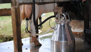 Produção de leite: imagem mostra vaca sendo ordenhada para retirada de leite