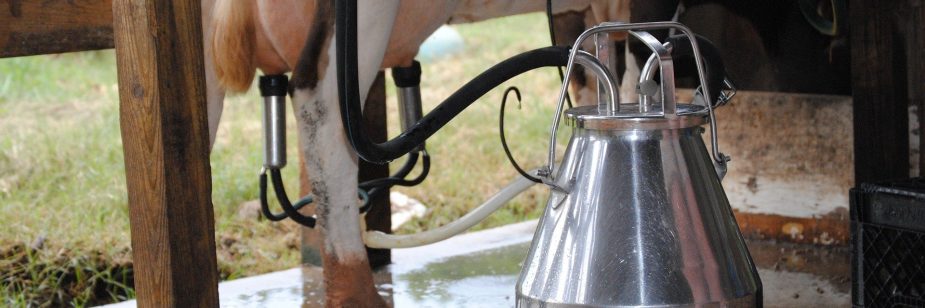 Produção de leite: imagem mostra vaca sendo ordenhada para retirada de leite