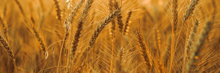 Produção de trigo: foto mostra plantação de trigo, num fim de tarde, com pôr do sol ao fundo