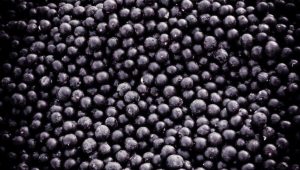 Produção de açaí: foto mostra uma grande quantidade de frutos