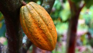 Produção de cacau: foto mostra um fruto de cacau no pé, em close, com fundo desfocado.