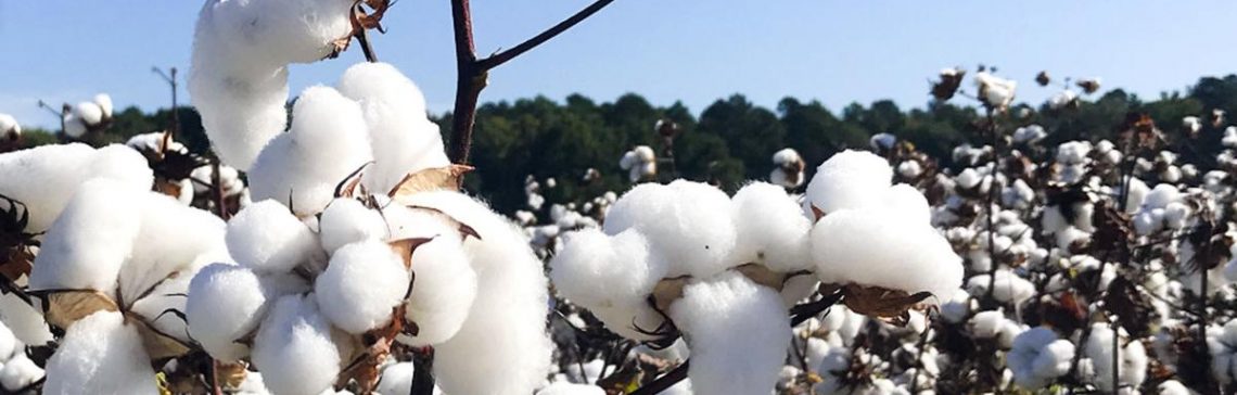 Preço do algodão: foto de plantação de algodão