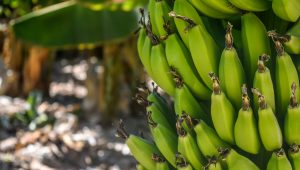 Produção de banana no Brasil: foto mostra penca de bananas, ainda verdes, no pé