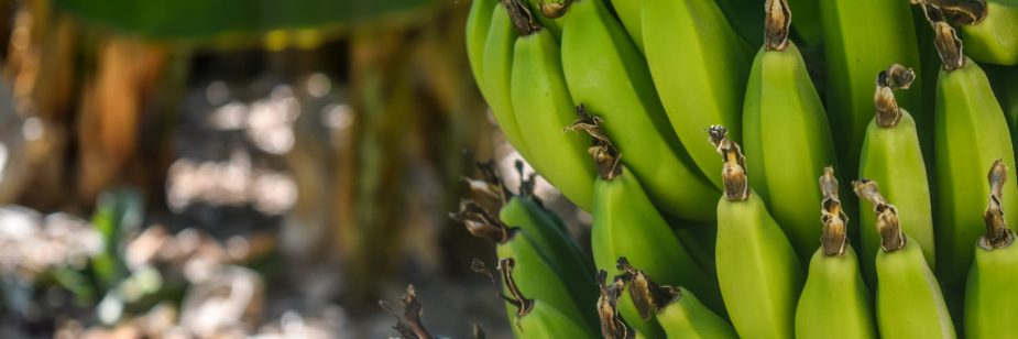 Produção de banana no Brasil: foto mostra penca de bananas, ainda verdes, no pé