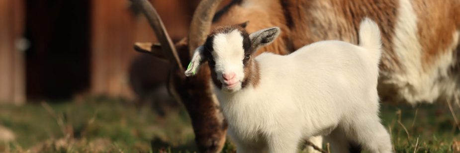 Caprinocultura no Brasil: foto de uma cabra num gramado