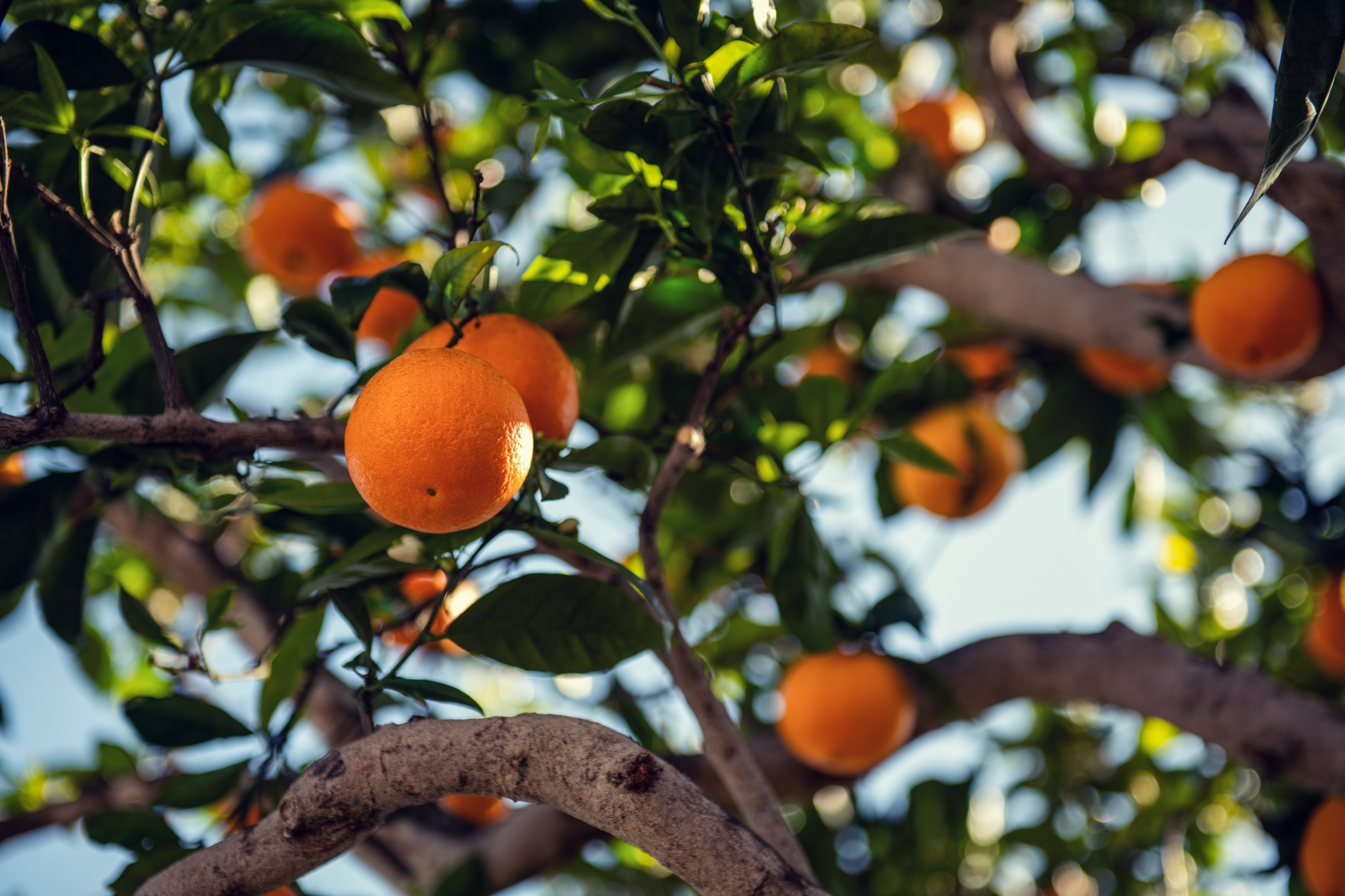 Produção de laranja em novembro: foto de laranjeira com frutos maduros
