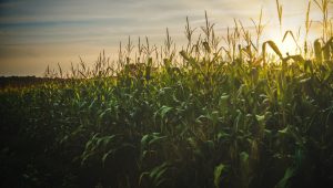 Cotação do milho em novembro: foto de milharal com sol ao fundo