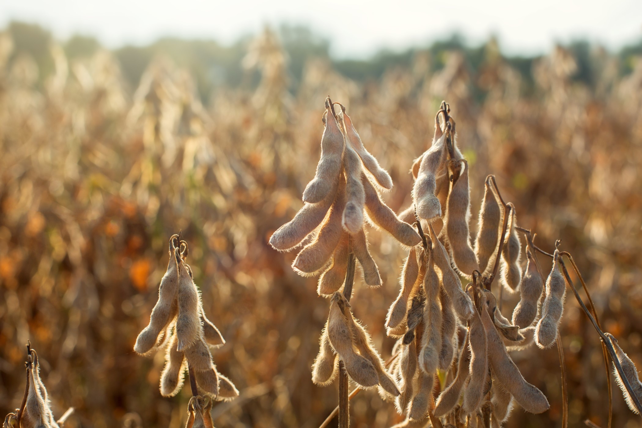 Produção de soja em novembro: foto de plantação de soja