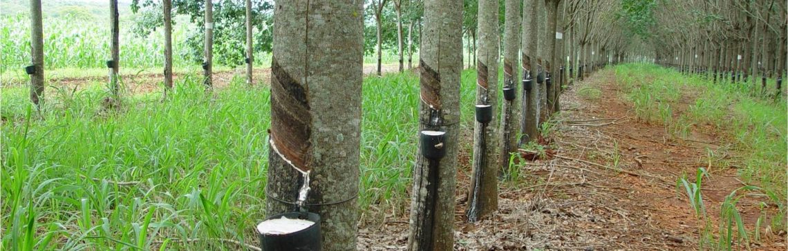 Heveicultura no Brasil: floresta de seringueiras, com recipientes usados para extração da matéria-prima