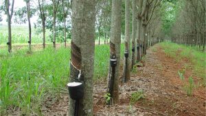 Heveicultura no Brasil: floresta de seringueiras, com recipientes usados para extração da matéria-prima