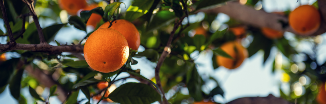 zarc para citros: foto de pé com laranjas maduras