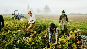 cooperativas agrícolas