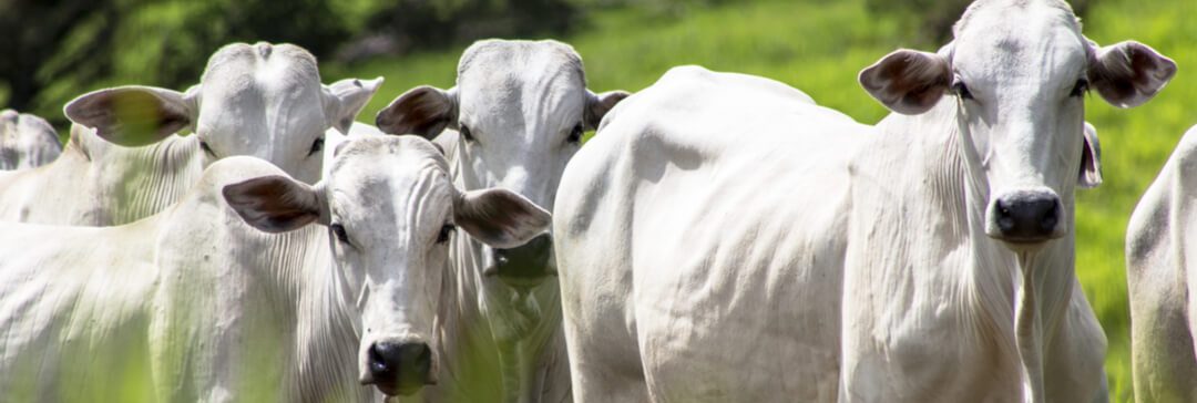 Volume de exportação de carne bovina é terceiro maior da história no Brasil