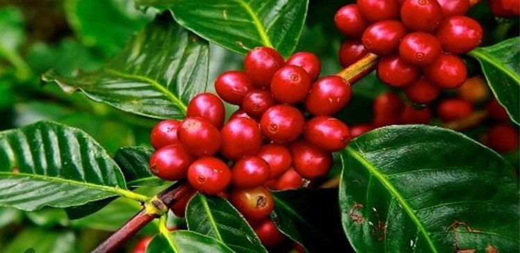 Aspectos Fisiológicos do Café Conilon » Portal Agriconline