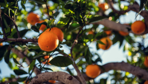 Entenda por que a comercialização de laranja segue lenta no país