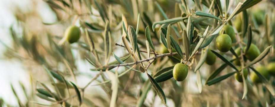 Olivicultura: saiba mais sobre a produção de azeitonas no Brasil