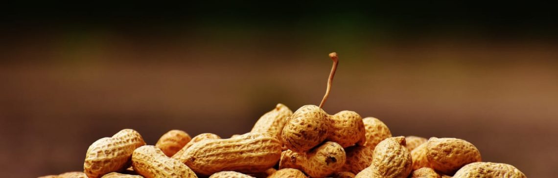 Cultivo de amendoim no Brasil: entenda o cenário em 2022