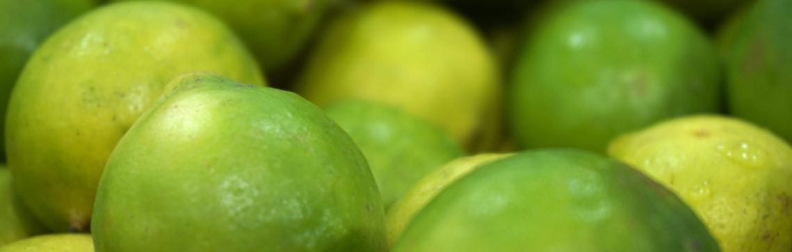 Pico de safra do limão tahiti deve se estender até meados de março