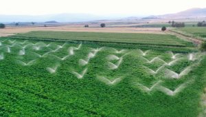 Biodiversidade e agricultura: veja 4 dicas para aplicar