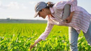 Como escolher o tipo ideal de plantadeira de milho?