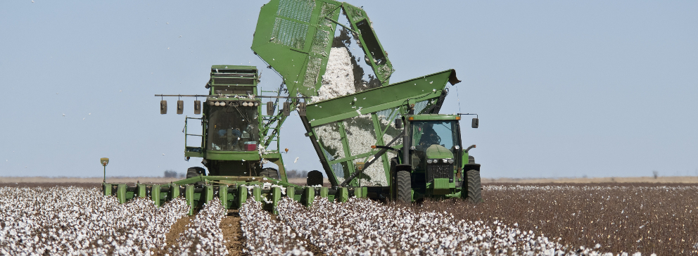 colheita de algodão