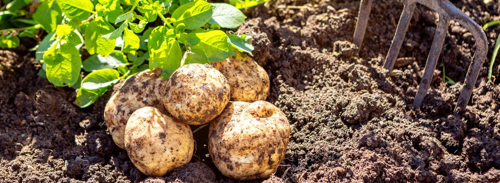 cultivo da batata