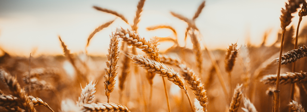 cultivo de trigo