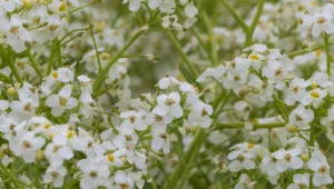 crambe