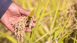 cultivo do arroz