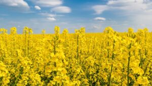 cultura da canola