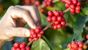 mão masculina segurando um fruto de café na árvore