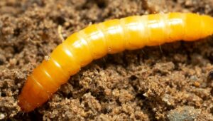 Confira 5 dicas para fazer o controle da larva-arame!