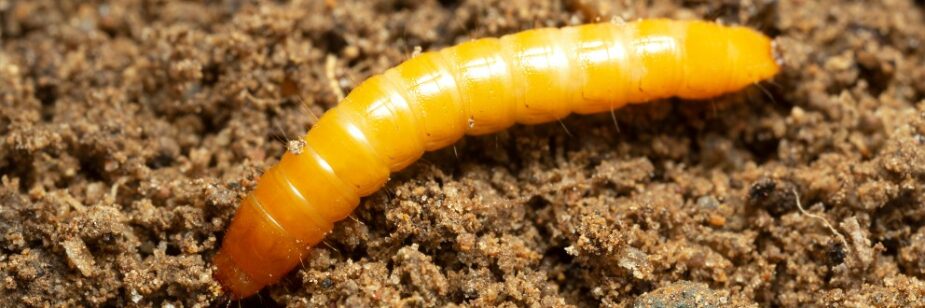 Confira 5 dicas para fazer o controle da larva-arame!