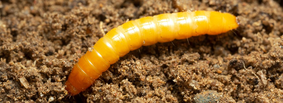 larvas de besouro escuro