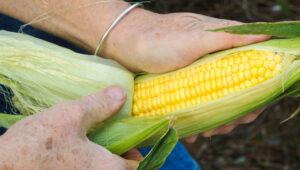 produtividade de milho por hectare