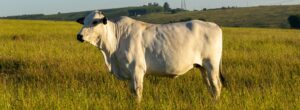 vacina febre aftosa