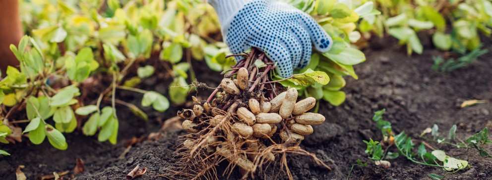 Um agricultor, buscando o aumento da produtivid